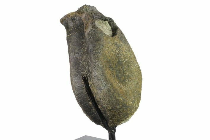 Hadrosaur (Hypacrosaur) Vertebra on Metal Stand - Montana #132007